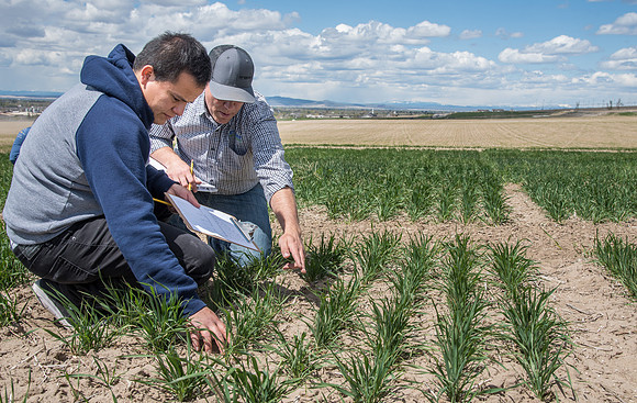 Chris Humphreys, Applied plant Science class, out in the field doing evaluations on the Idaho wheat commission trials.