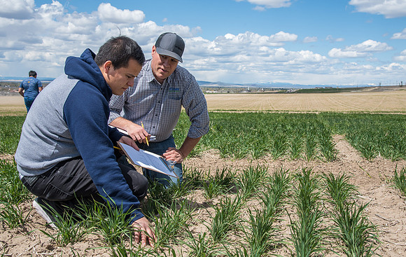 Chris Humphreys, Applied plant Science class, out in the field doing evaluations on the Idaho wheat commission trials.