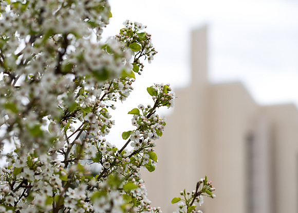 The Taylor Building and the outdoor scenery from the 2019 Spring Semester