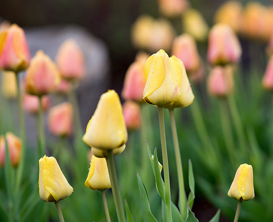 Tulips from the 2019 Spring semester