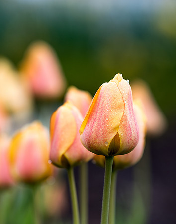 Tulips from the 2019 Spring semester