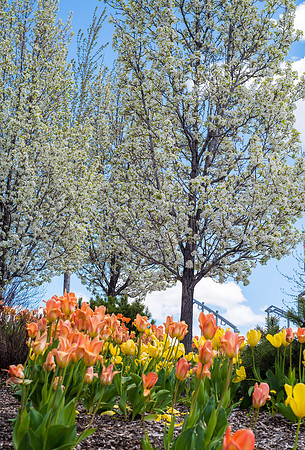 Campus Spring - May 2019