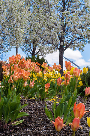 Campus Spring - May 2019