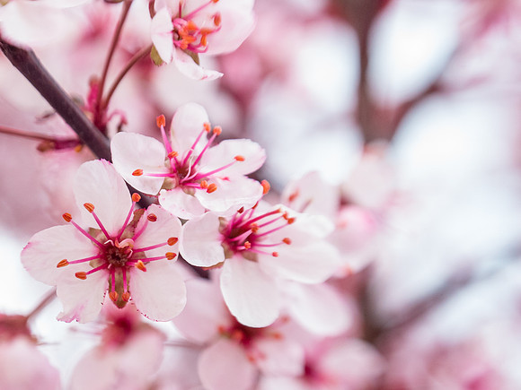 Learning how to shoot images with a lensbaby, using the Spring blossoms around BYU-Idaho campus as subjects.