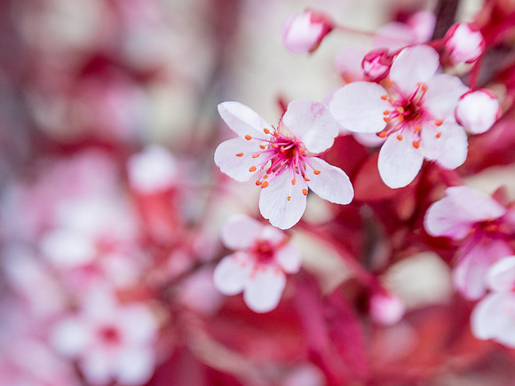 Learning how to shoot images with a lensbaby, using the Spring blossoms around BYU-Idaho campus as subjects.