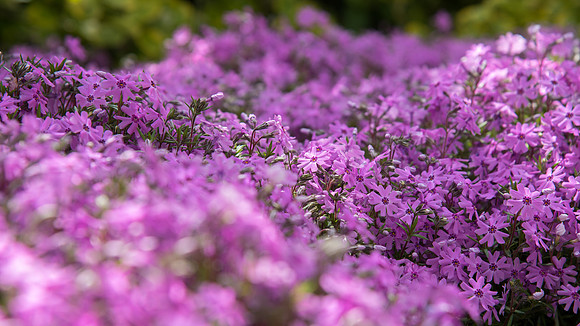 "April Showers brought May Flowers". Bed of flowers between the MC and the Library.