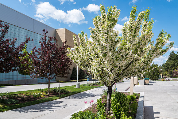Spring Blossoms - May 2019