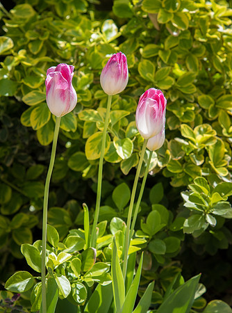 Tulips - May 2019