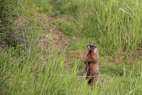 A Gopher next to its hole on the upper playing fields on BYU-Idaho campus.