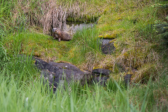 A Gopher next to its hole on the upper playing fields on BYU-Idaho campus.