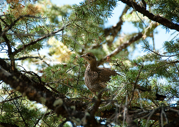 Targhee Creek Trail - Sept 2009