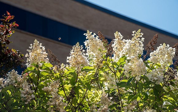 Smith Building - Aug 2019