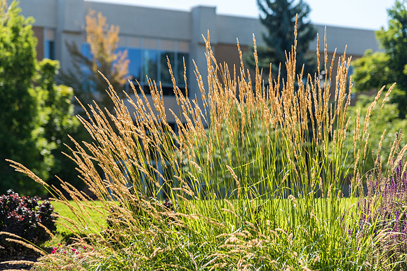 Campus - Aug 2019