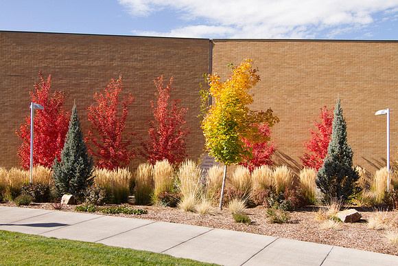 Taken on the east side of the Snow Building during the 2014 Fall Semester.