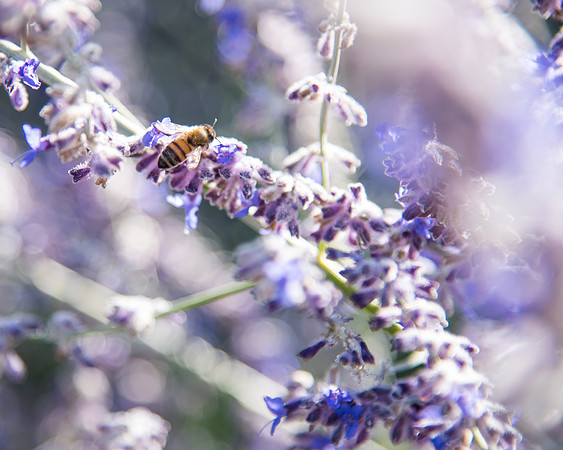 Scenes from BYU-Idaho campus during the early Fall.