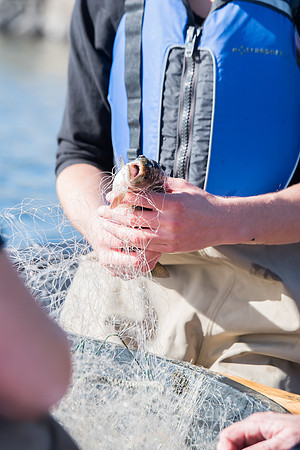 Students in the class of Principle of Fish Management,taught by Brother Billman, learn how to set gill nets to capture fish in the ponds at Sand Creek.