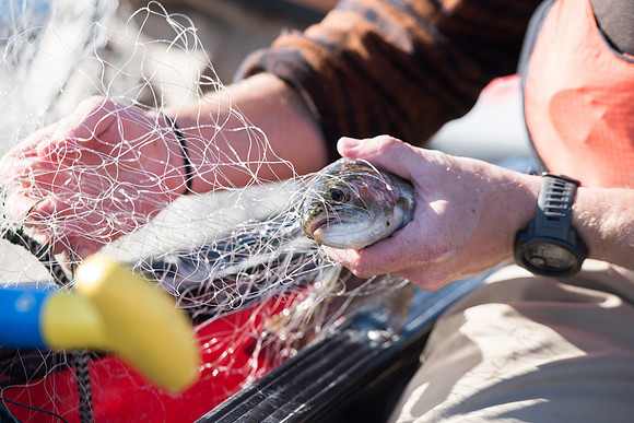 Students in the class of Principle of Fish Management,taught by Brother Billman, learn how to set gill nets to capture fish in the ponds at Sand Creek.