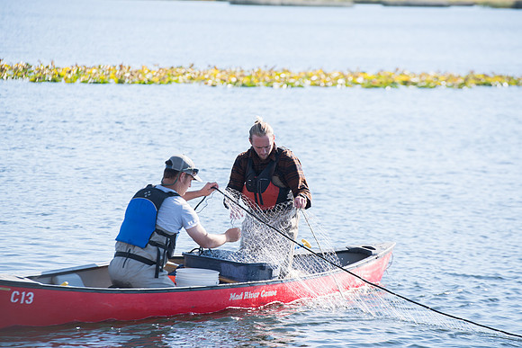 Students in the class of Principle of Fish Management,taught by Brother Billman, learn how to set gill nets to capture fish in the ponds at Sand Creek.