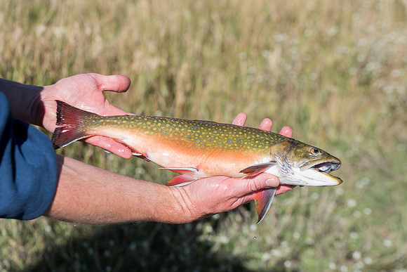 Students in the class of Principle of Fish Management,taught by Brother Billman, learn how to set gill nets to capture fish in the ponds at Sand Creek.