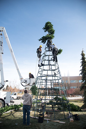 Christmas Tree at the Taylor Quad.