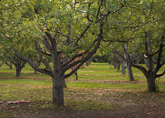 Ricks Horticulture garden apple orchard.