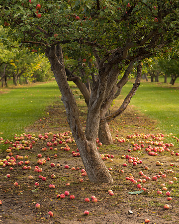Ricks Horticulture garden apple orchard.