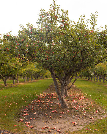 Ricks Horticulture garden apple orchard.