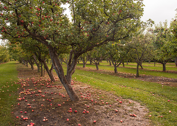 Ricks Horticulture garden apple orchard.