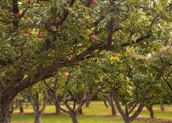 Ricks Horticulture garden apple orchard.