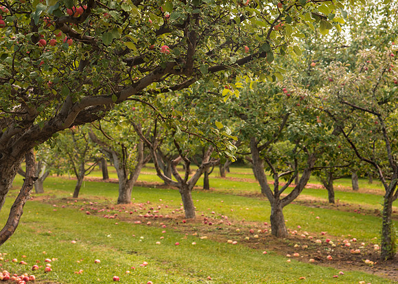 Ricks Horticulture garden apple orchard.
