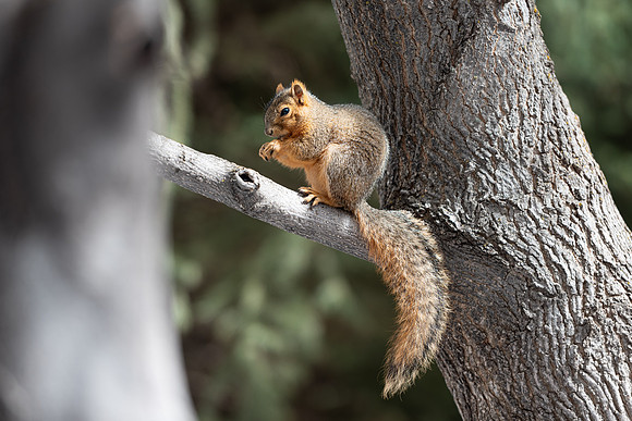 Campus Squirrel - March 2025