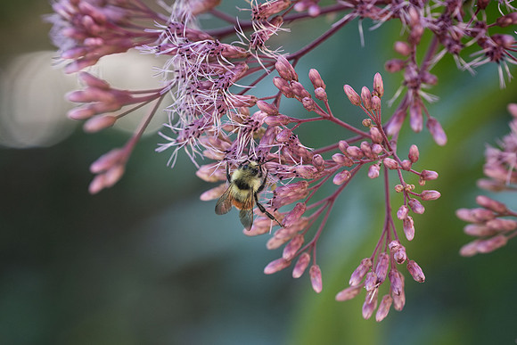 Animals on Campus - Aug 2024