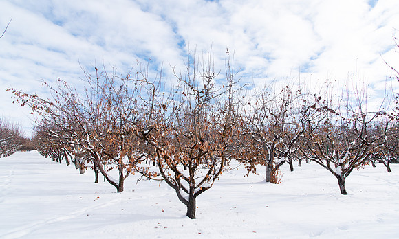Apple orchard on campus during the winter semester.
