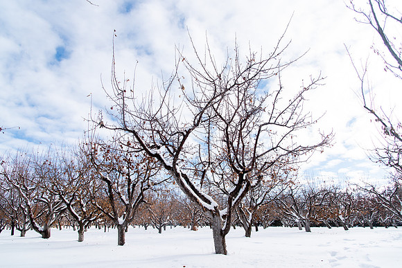 Apple orchard on campus during the winter semester.