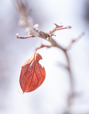 Campus winter scene.