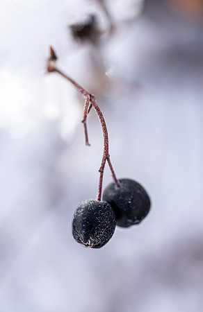 Campus winter scene.