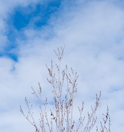 Campus winter scene.