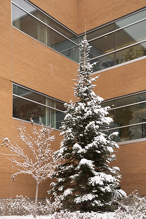 Fresh snow on trees around BYU-Idaho campus.