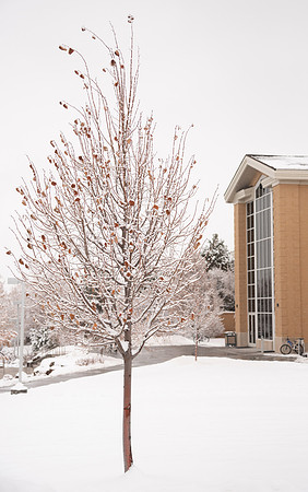 Fresh snow on trees around BYU-Idaho campus.