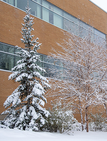 Fresh snow on trees around BYU-Idaho campus.