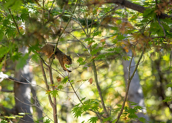 Ricks Gardens - Sept 2022