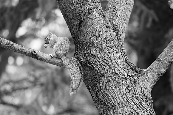 Campus Squirrel B&W - March 2025