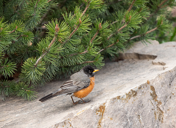 Robin on BYU-I campus - Apr 2022