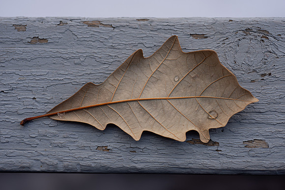 Leaf with ice droplets in the BYU-Idaho gardens.
