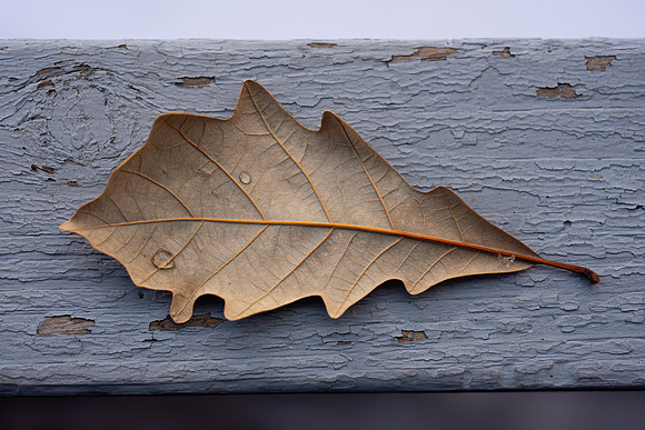 Leaf with ice droplets in the BYU-Idaho gardens.