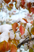 Campus Snow - Nov 2024