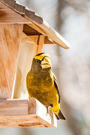 American Gold Finch