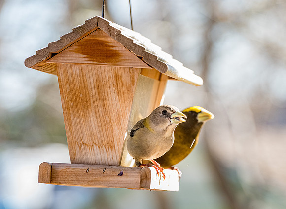 American Gold Finch