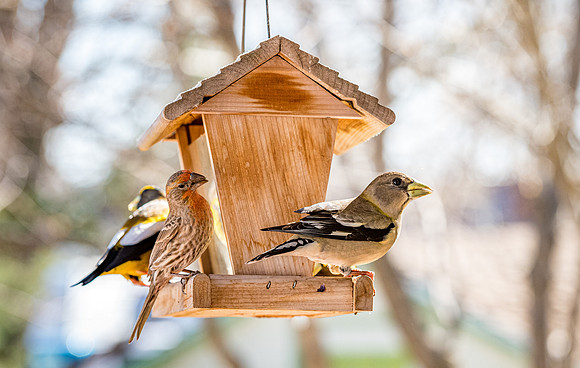 American Gold Finch