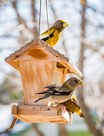American Gold Finch